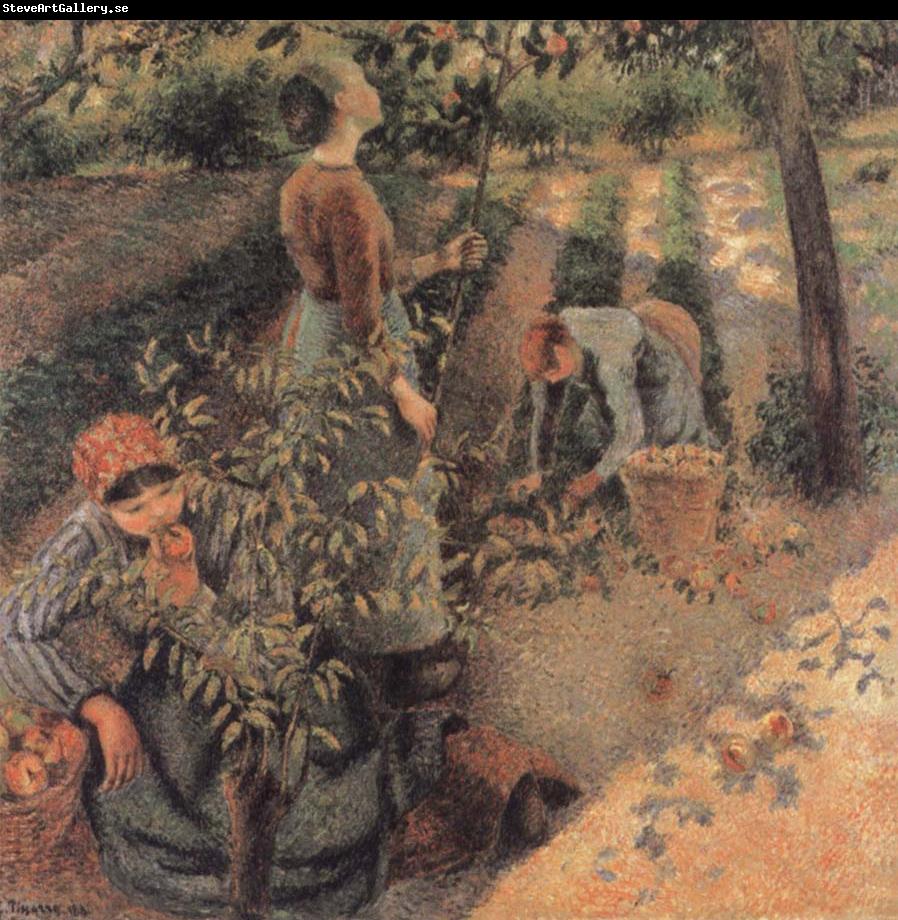 Camille Pissarro The Apple Pickers